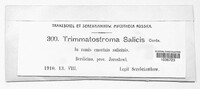 Trimmatostroma salicis image